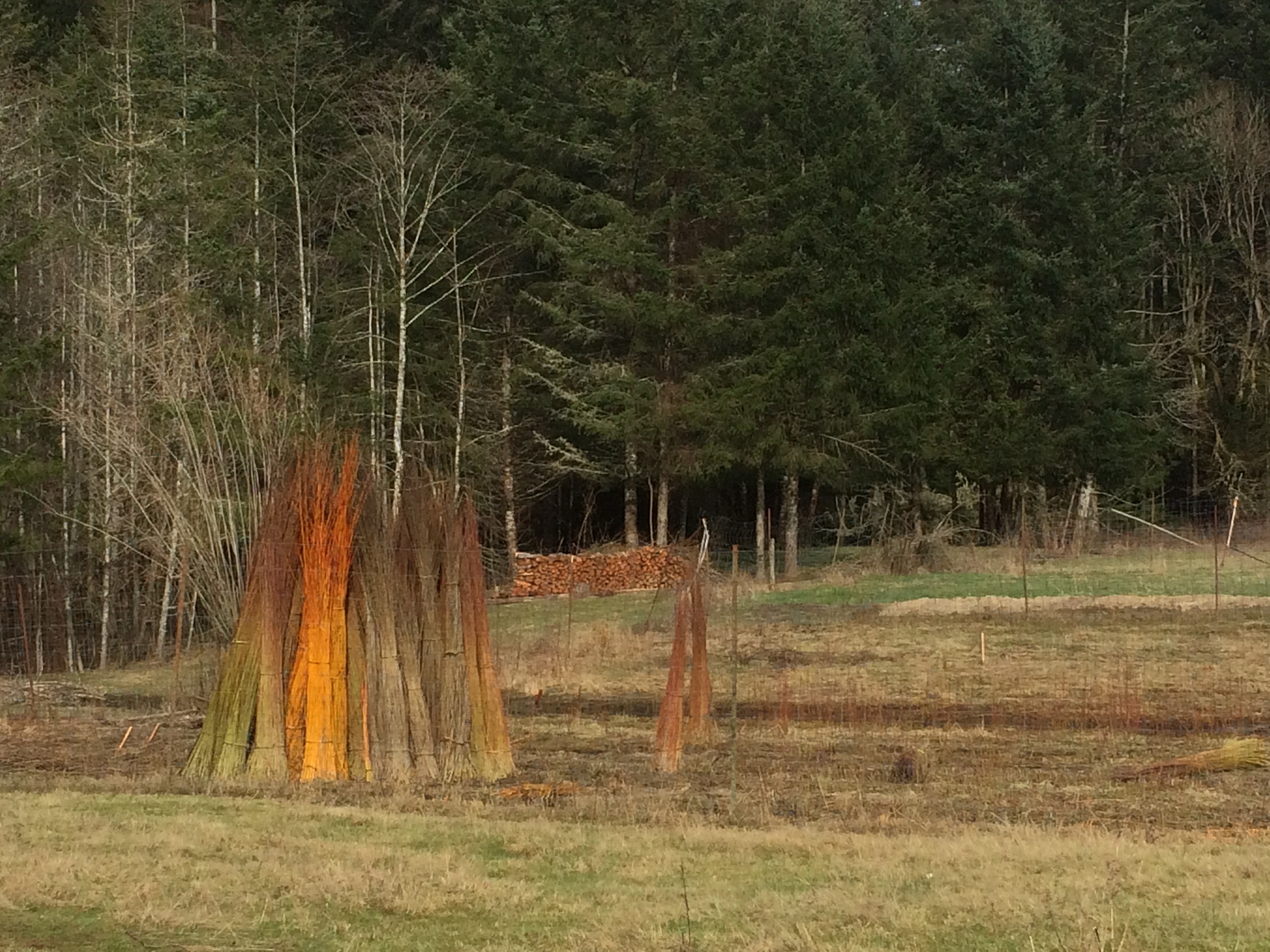 willow plantation